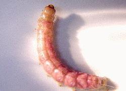 Beetle larva