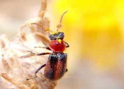 Flower Beetle