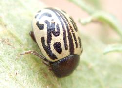 calligrapha beetle