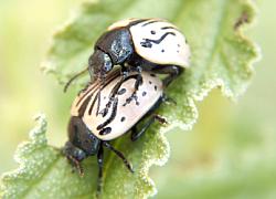 calligrapha beetle