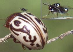 calligrapha beetle