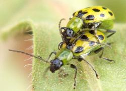 Spotted Cucumber Beetle