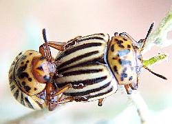 Colorado Potato Beetles