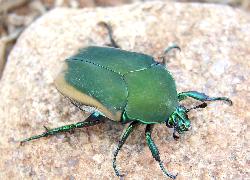  Scarab Beetle