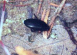 water beetle