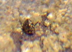 water beetle