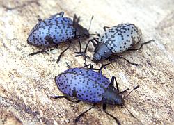 Beetles