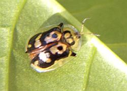 Tortoise Beetle