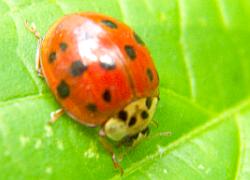 Ladybug