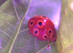 Ladybug