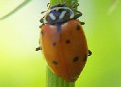 Ladybug