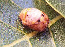 Ladybug pupa