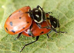 Convergent Lady Beetle