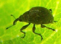 Tiny Weevil