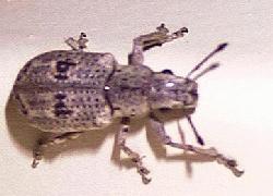 Silver Twig Weevil