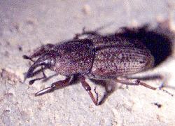 Weevil