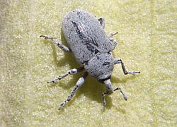 weevil