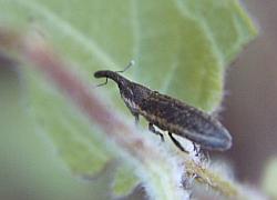 weevil