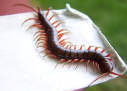 centipede