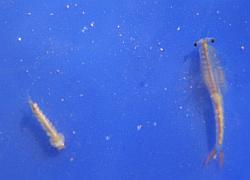 fairy shrimp