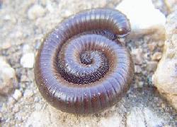 Desert Giant Millipede