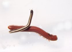 garden millipedes