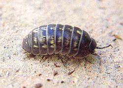 Pill bug