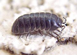 Pill bug