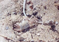 sand crab