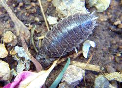 Sow bug