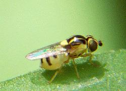 tiny yellow fly