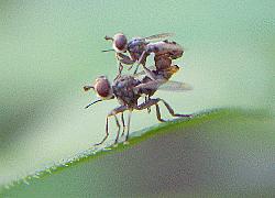 two flies