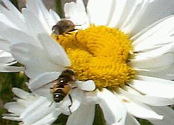 Drone flies on flower