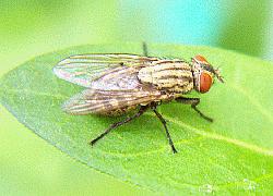 Unknown Fly