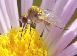 bee fly