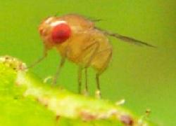 Red-eyed fruit fly