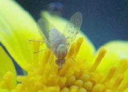 albino fly