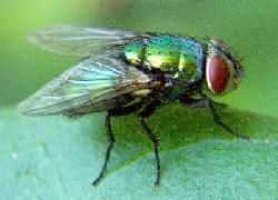 Green Bottle Fly