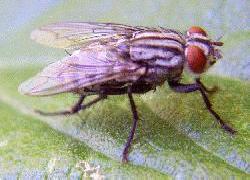 Possible Blue Bottle Fly