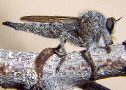 Robber Fly