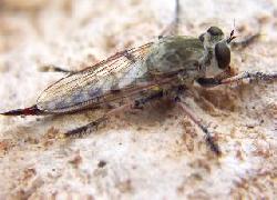 Robber Fly