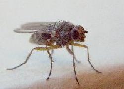 unknown fly