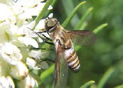 Progressive Bee Fly