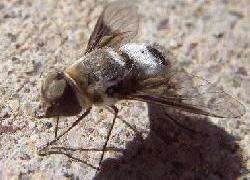 Progressive Bee Fly