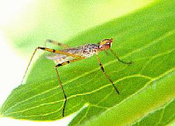 stilt-legged fly