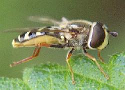 Hoverfly