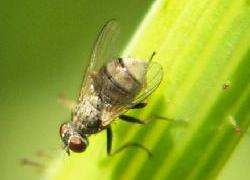 tiny fly on dandelion stem