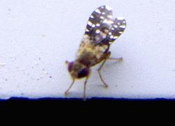 unknown fly