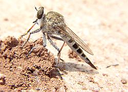 robber fly