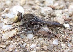 robber fly